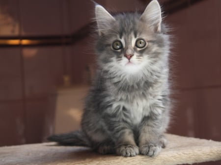 cute grey kitten - cats, animals, cute, kitten, grey