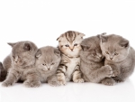 a lot of cute kittens