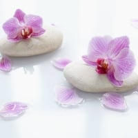 Orchids on Smooth Stone