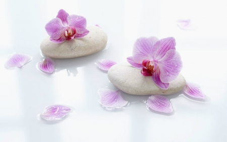 Orchids on Smooth Stone - orchids, spa, stones, petals