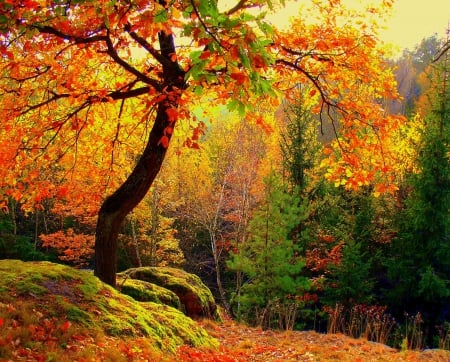 Colors of Autumn - fall leaves, tree, nature, colors, autumn