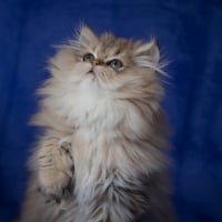 Cute Persian Kitten