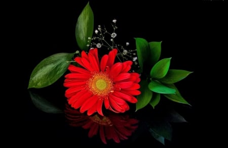 Gerbera - blossoms, red, flower, petals, reflection, gerbera, leaves