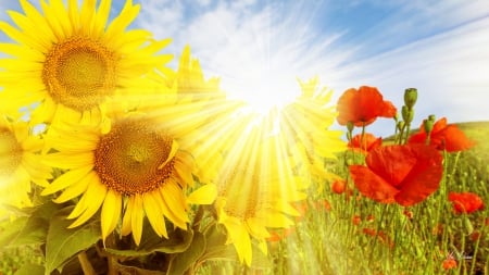 Sunflowers and Poppes - sunflowers, poppies, summer, sunshine, wildflowers, fall, autumn, bright, field