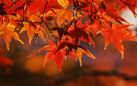 Fall Season - leaves, tree, colors, autumn