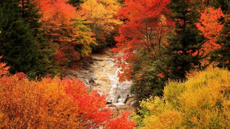 Autumn Forest Stream - stream, forests, nature, autumn