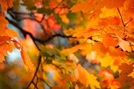 Autumn Leaves - fall, nature, autumn, autumn splendor, autumn leaves, tree, leaves