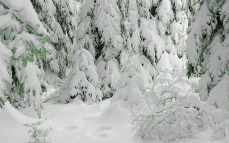 All White Winter Forest - winter, forests, trees, snow