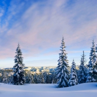 Lovely Pine Trees Covered in Snow