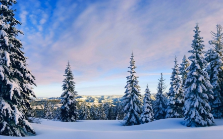 Lovely Pine Trees Covered in Snow - nature, trees, forests, snow, winter, pine trees