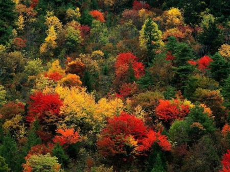 Autumn - autumn, colours, forest, colourful