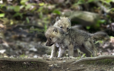 Two Small Wolves - wolves, two, forest, animals, small