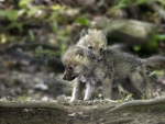 Two Small Wolves