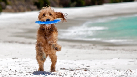 catching the frisbee - dog, water, frisbee, beach