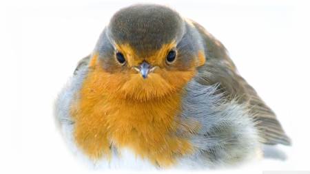 dont stare at me - bird, small, robin, orange