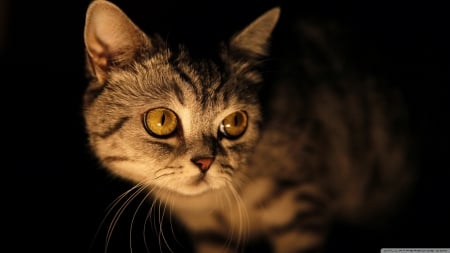 mysterious cat - tabby, kitten, feline, cat