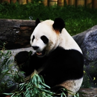 panda