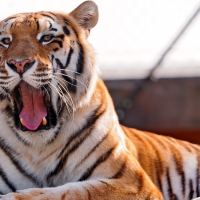 tiger yawning on a rock