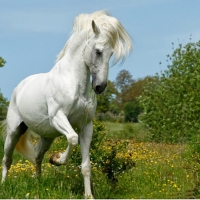 Majestic White Horse