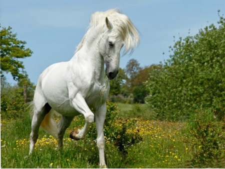 Majestic White Horse - freedom, white, horse, Majestic