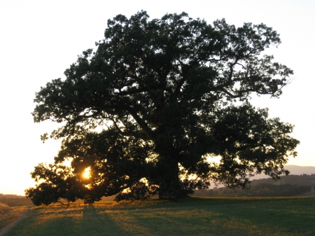 Large Oak Tree. - setting, tree, sun, oak