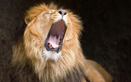 roar of a lion