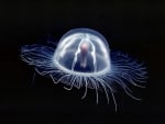 box jellyfish