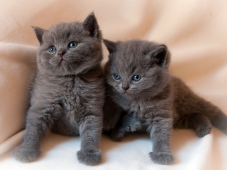 cute grey kittens - cute, cats, grey kittens, animals