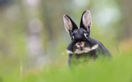 Rabbit - rabbit, rodent, animal, green, bunny, cute, black