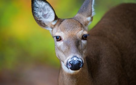 Deer - animal, green, deer, brown, cute, beauty