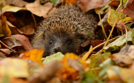 Hedgehog - animal, hedgehog, autumn, orange, leaf, needles