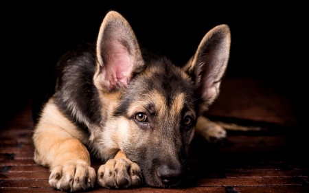 Waiting - waiting, animal, cute, dog, puppy