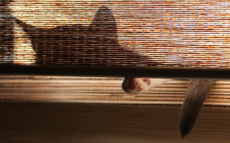 Cat - animal, hiding, paw, funny, tail, texture, shadow, cat