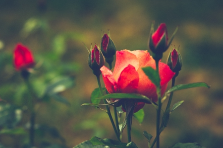 Beautiful - red, flower, buds, rose