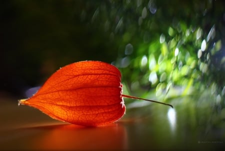 Physalis - plants, reflection, bokeh, lines, orange