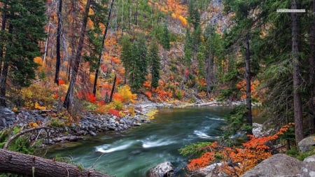 Rushing River in Autumn Forest - nature, rivers, autumn, forests