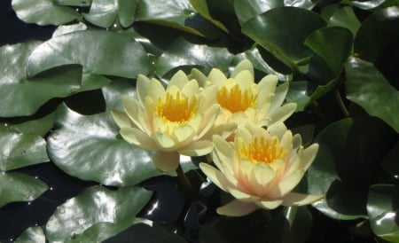 Water Lilies - lilies, water, lake, flowers