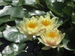 Water Lilies