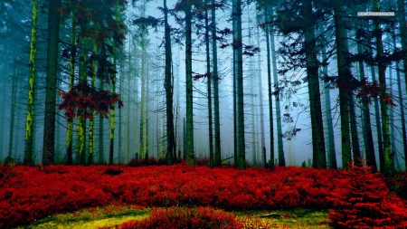 Misty Autumn Forest - mists, forests, trees, nature, autumn, red