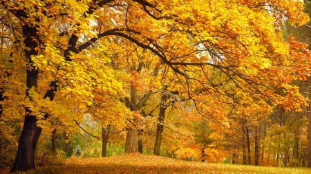 September Fall - frunzele, ingalbenit, in, parc, sau