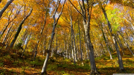 Hill forest - hill, autumn, landscape, wallpaper, mountains, nature, hd, fall, forest, scene