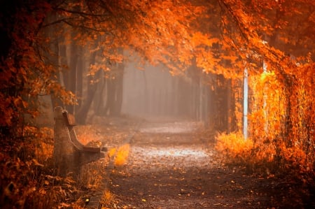 Autumn - autumn, trees, bench, path, autumn splendor, road, nature, fall, forest, woods, leaves, splendor, colors, misty