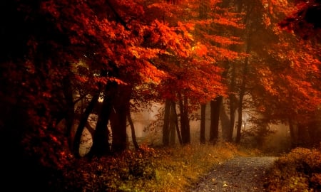 Autumn - splendor, road, forest, leaves, fall, path, nature, autumn, autumn splendor, bench, woods