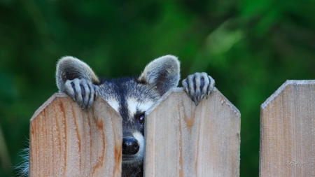 Peek A Boo Raccoon - outdoors, nature, mask, cute, raccoon, fence