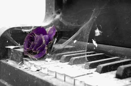 No more music - piano, old, rose, violet