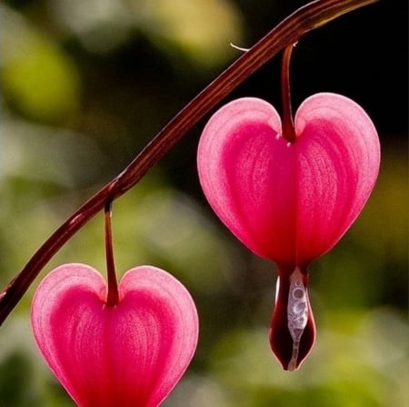 Heart Flower - flower, heart, pink, beautiful