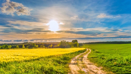 Sunlight Over Spring Field - clouds, trees, yellow, blue, beautiful, road, springtime, wildflowers, white, field, sun, green grass, sky