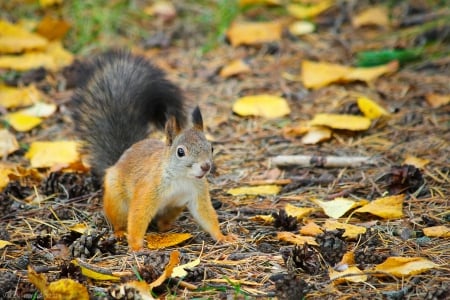 Squirrel - Russia, forest, squirrel, pine cones