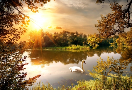 Swan - swan, lake, sunset, trees