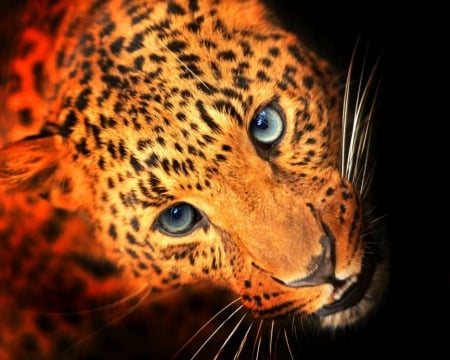 Cheetah - cheetah, cat, animals, wild